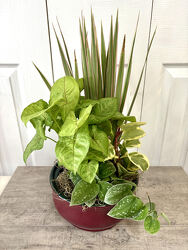 Ceramic Dish Garden 8 Inch from Aladdin's Floral in Idaho Falls